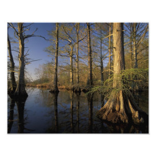 Impression Photo USA, Tennessee. La faune nationale Reelfoot