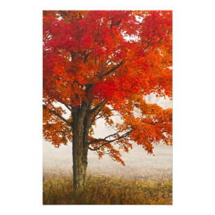 Impression Photo USA, Virginie-Occidentale, Davis. Érable rouge en