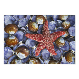 Impression Photo USA, Washington, Hood Canal, Seabeck. De près