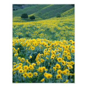 Impression Photo UTAH. États-Unis Balsamorhiza Arrowlea