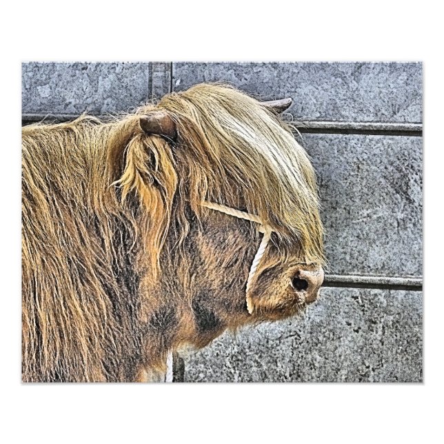 IMPRESSION PHOTO VACHE (Devant)
