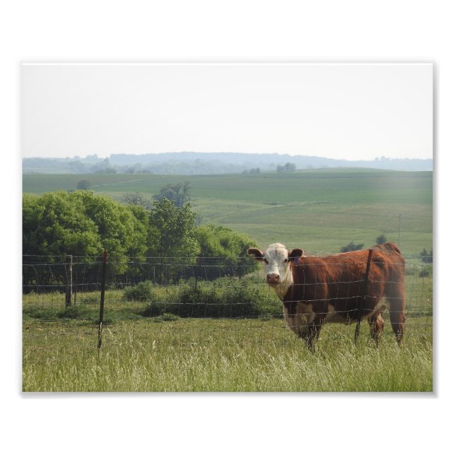 Impression Photo Vache à la ferme avec un bel Arrière - plan (Devant)