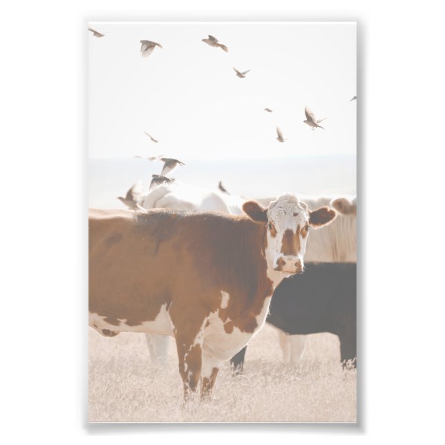 Impression Photo Vache Brown Et Blanche Fluttering Oiseaux Pays (Devant)