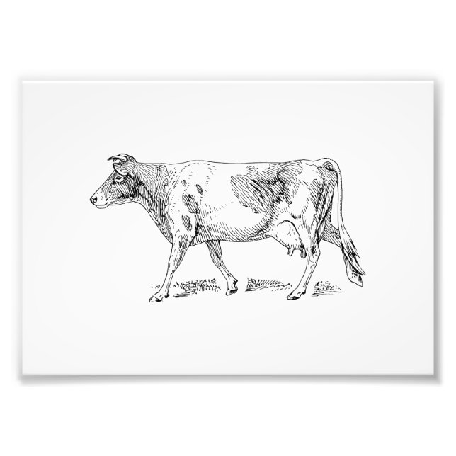 Impression Photo Vache de Guernesey (Devant)