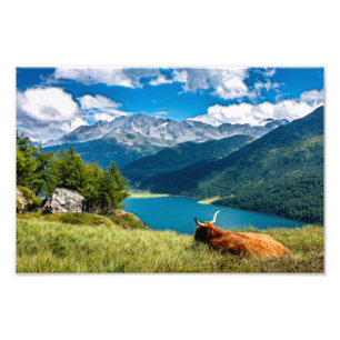 Impression Photo Vache des Hautes-Terres-de-Montagne