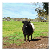 Vache femelle ceinturée,