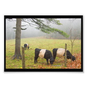 Impression Photo Vaches Belted Galloway dans une ferme à Rockport d