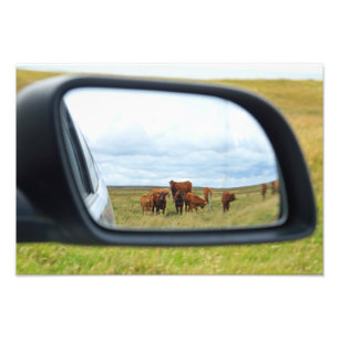 Impression Photo Vaches dans le miroir