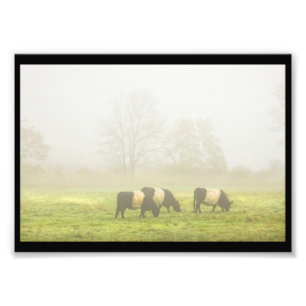 Impression Photo Vaches de galloway ceinturées pâturage sur terrain