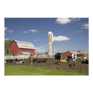 Impression Photo Vaches devant une grange rouge et un silo dans une