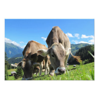 Impression Photo Vaches en Autriche