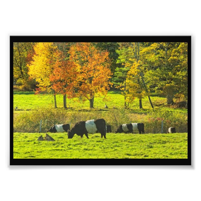 Impression Photo Vaches Galloway Ceinturées Sur Rockport Maine Farm (Devant)