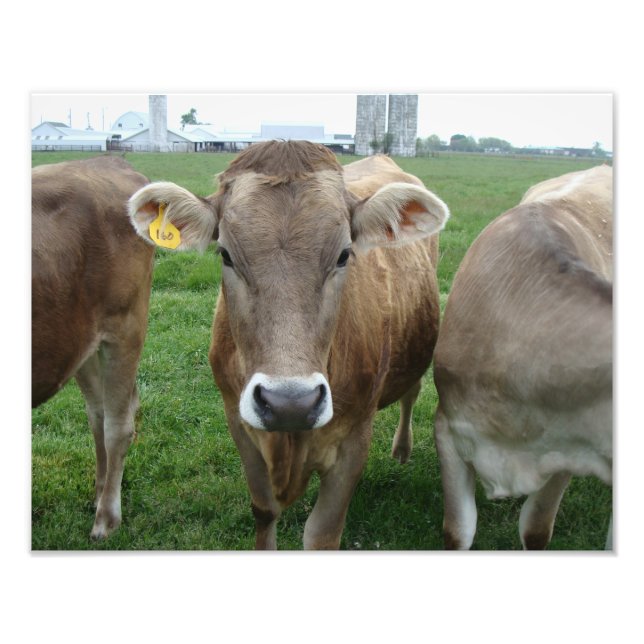 Impression Photo Vaches Jersey dans le paysage rural de l'Ohio (Devant)