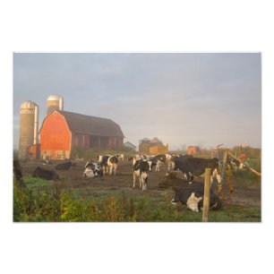 Impression Photo Vaches laitières Holstein à l'extérieur d'une gran