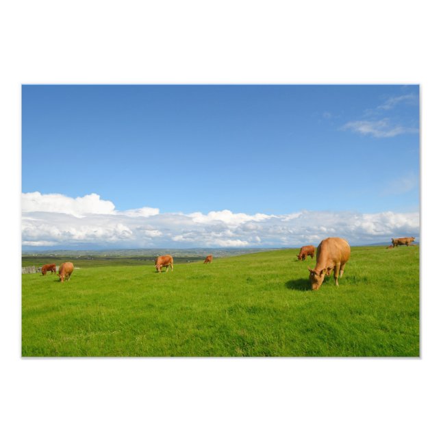 Impression Photo Vaches pâturant dans une prairie en Irlande (Devant)