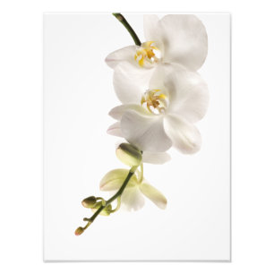 Impression Photo Vaporisateur floral blanc Dendrobium Orchid