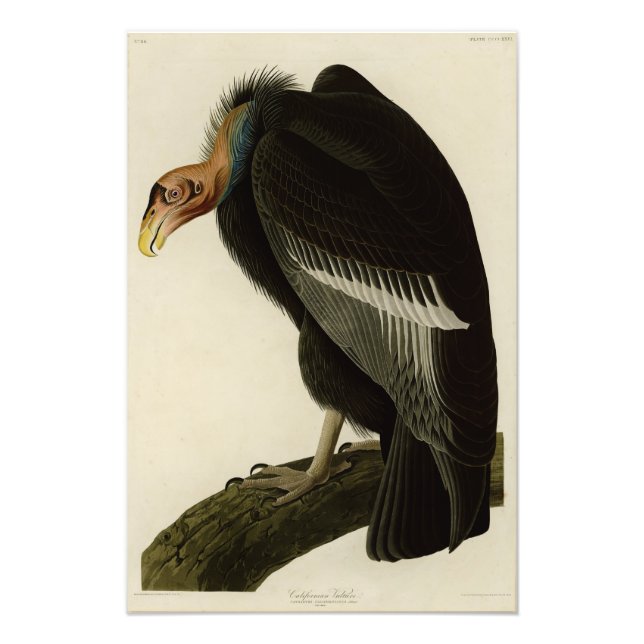 Impression Photo Vautour californien d'Audubon Birds of America (Devant)