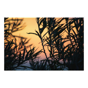 Impression Photo Végétation au coucher du soleil