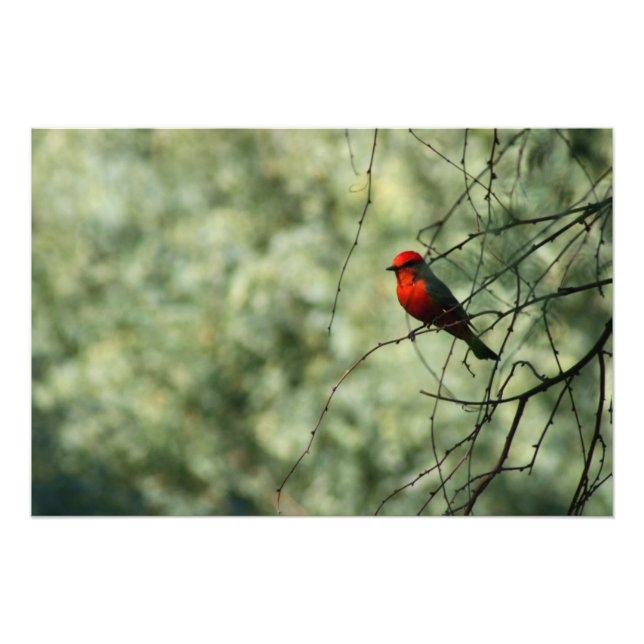 Impression Photo Vermilion (Devant)