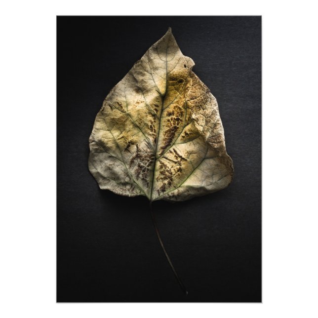 Impression Photo Version couleur feuille no 1 (Devant)