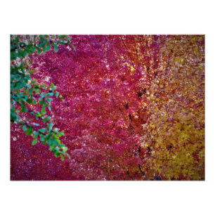 Impression Photo "Vibrance naturelle"