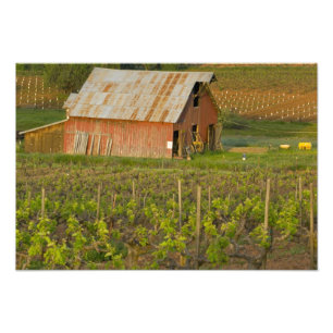 Impression Photo Vieille grange rouge au bord du vignoble Zinfandel