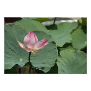 Impression Photo Vietnam, près de Saigon) My Tho. Vinh Trang