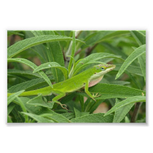 Impression Photo Vieux Monde Lizard aka Chameleon