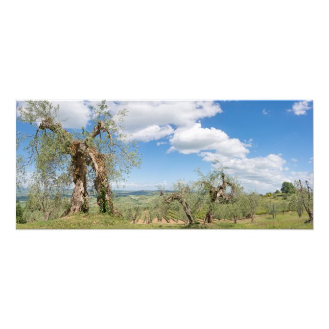 Impression Photo Vieux oliviers dans un paysage toscan (Devant)