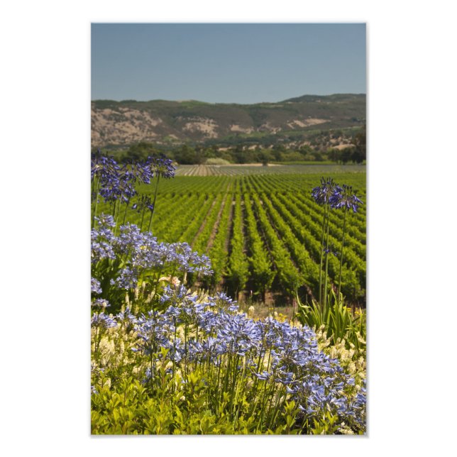 Impression Photo Vignoble et fleurs pourpres (Devant)