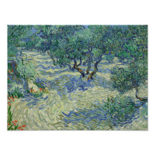 Impression Photo Vincent van Gogh - Olive Orchard