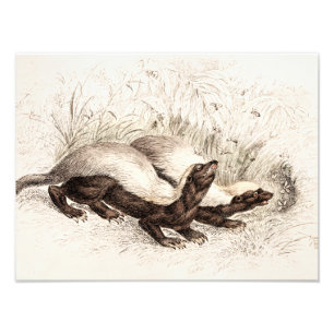 Impression Photo Vintage 1800s Honey Badger Bee Hive Modèle Retro