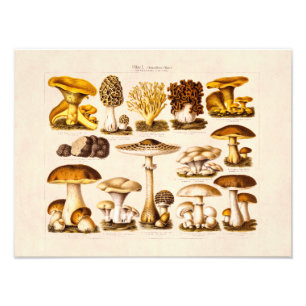 Impression Photo Vintage 1800s Variété de champignons Modèle