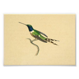 Impression Photo Vintage 1830 Colibri Imprimer bleu vert