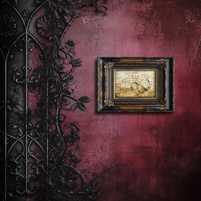 Impression Photo Vintage Anatomy Brain Diagram (Créateur téléchargé)