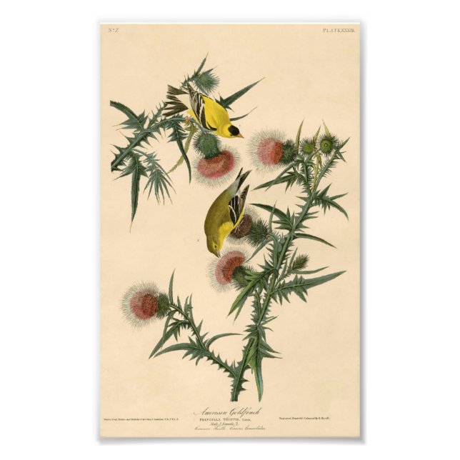 Impression Photo Vintage Audubon American Goldfinch (Devant)