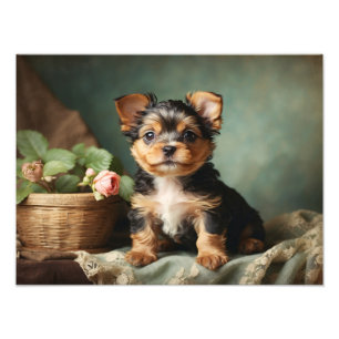 Impression Photo Vintage Chien Chien Chien Chien Chien Chien Yorksh