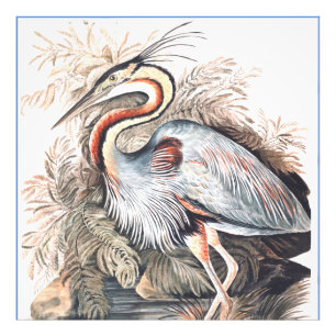 Impression Photo Vintage Elizabeth Gwillim Purple Heron