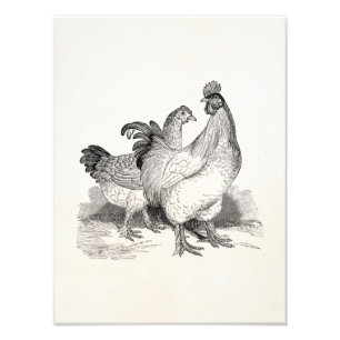 Impression Photo Vintage Personnalized Chicken Rooster Cochin Birds