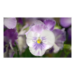 Impression Photo Violons violets et blancs par Shirley Taylor