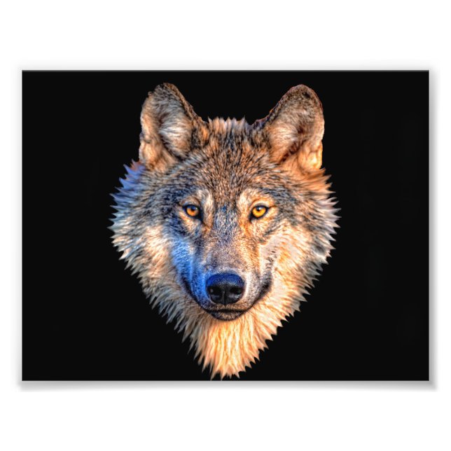 Impression Photo Visage animal loup. Tête de loup gris effrayant (Devant)