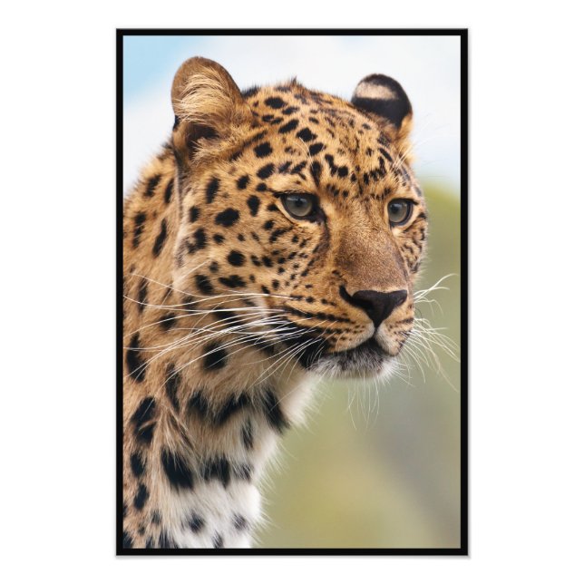 Impression Photo Visage de Cheetah (Devant)