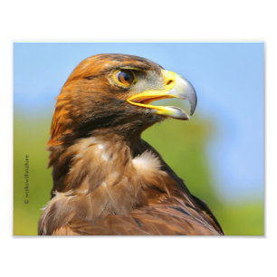 Impression Photo Vision d'un bel aigle d'or jeune