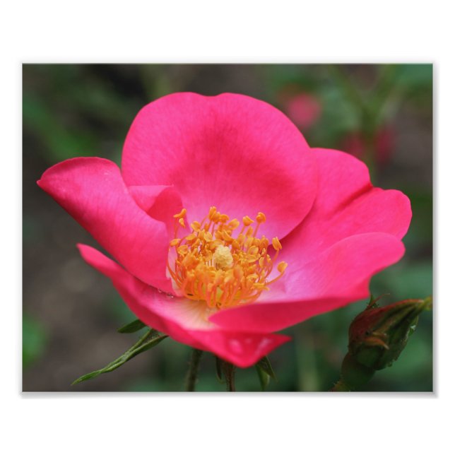 Impression Photo Vivid Pétales rose 8x10 (Devant)