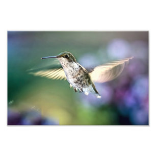Impression Photo Vol de colibri