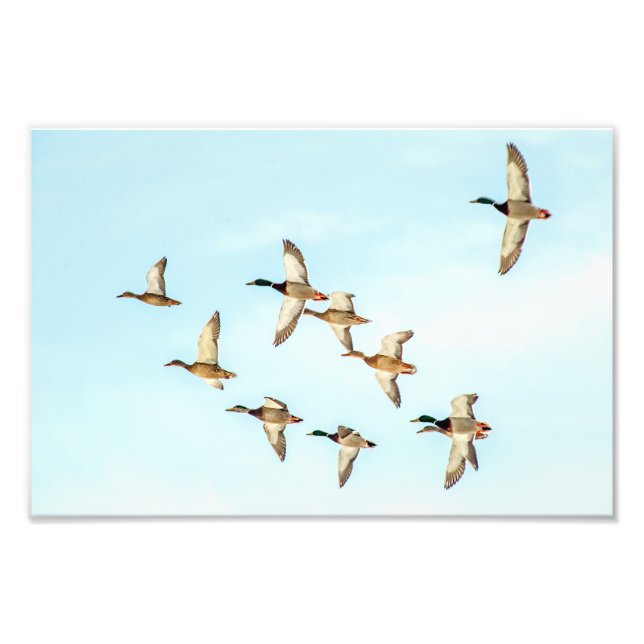 Impression Photo Vol de Mallards (Devant)