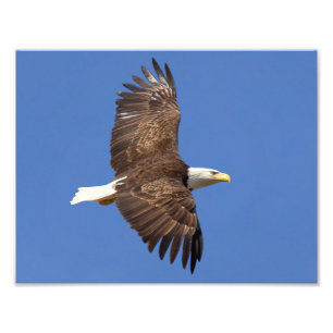 Impression Photo Vol d'Eagle chauve