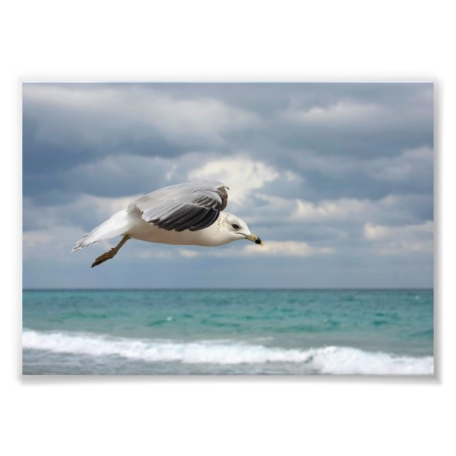 Impression Photo Vol Seagull (Devant)