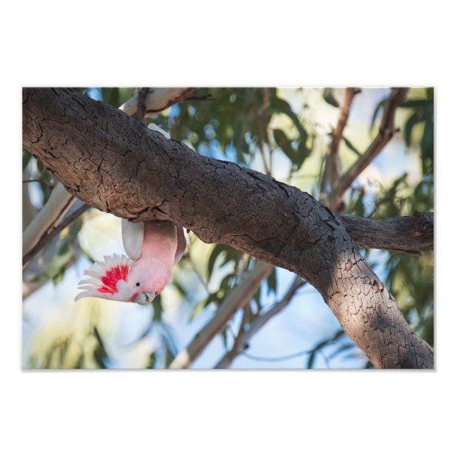 Impression Photo "Vous appelez ?" Photos de Cockatoo du major Mitch (Devant)