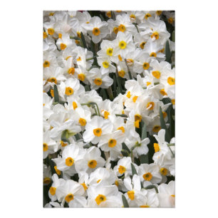 Impression Photo WA, Skagit Valley, motif Daffodil